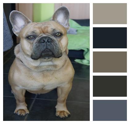 French Bulldog Dog Domestic Animal Image